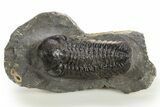 Detailed Austerops Trilobite - Ofaten, Morocco #325977-1
